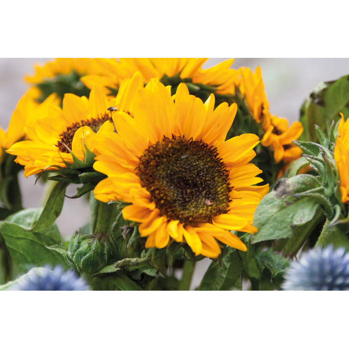 Vue 5 de GIRASOL