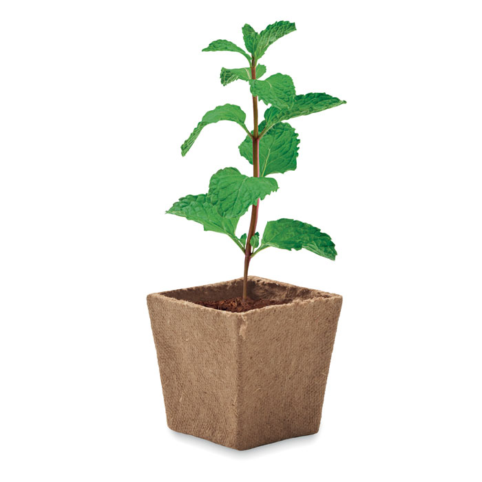 Vue 3 de MINT KIT