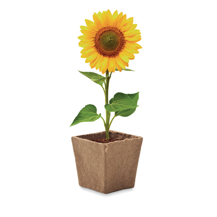 Vue 3 de SUNFLOWER KIT