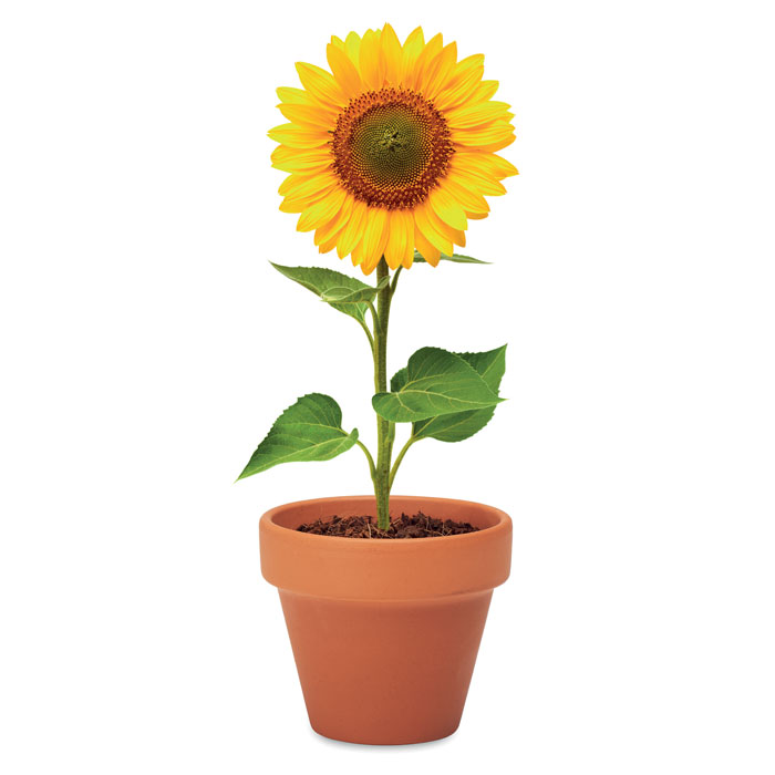 Vue 5 de SUNFLOWER
