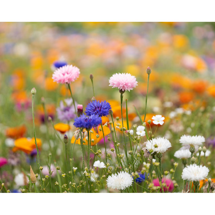 Vue 3 de ASIDO