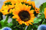 Graines de tournesol – Image 5