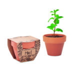 Pot avec graines de menthe